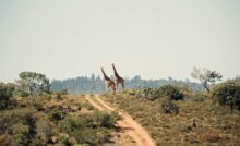 Two giraffes standing majestically on a grassy hill in the African savanna, surrounded by lush greenery.