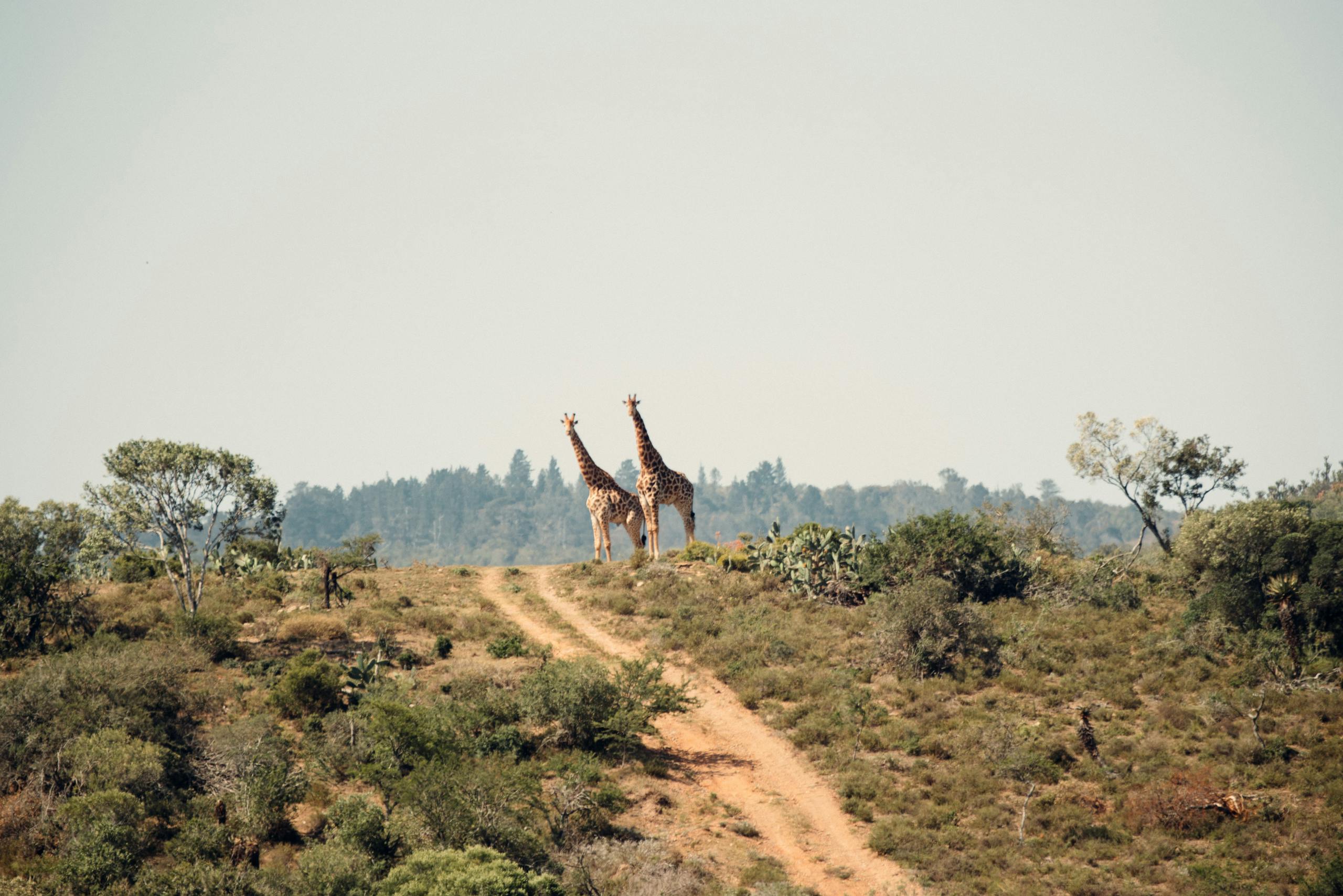 Two giraffes standing majestically on a grassy hill in the African savanna, surrounded by lush greenery.